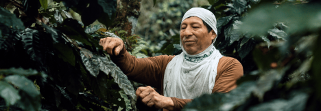 Hombre cultivando café responsable