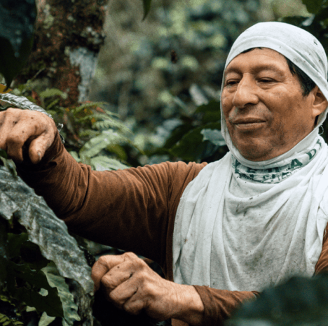 Hombre cultivando café responsable