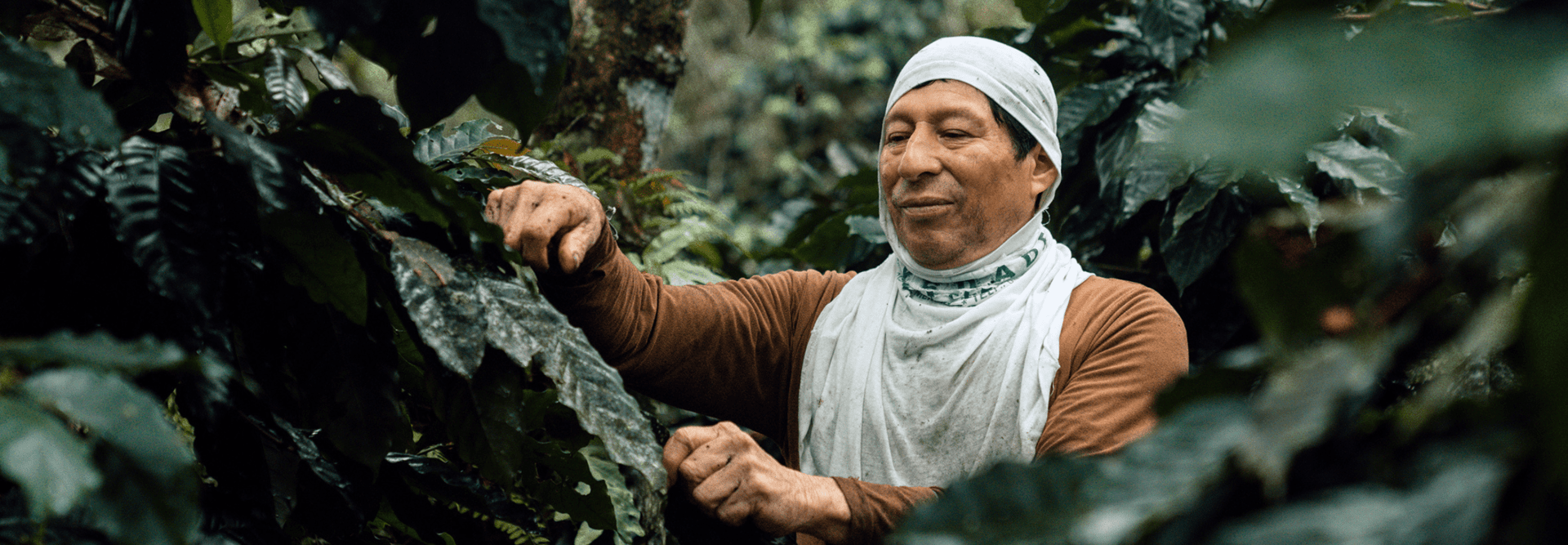 Hombre cultivando café responsable